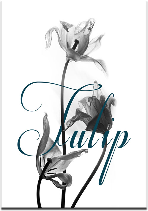 plakaty z tulipanami