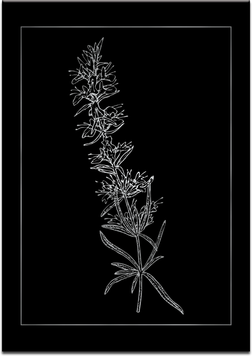 Plakat metaliczny z kwiatem rozmarynu