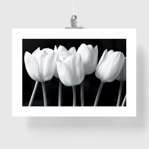 plakat z tulipanami
