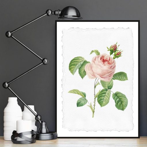 plakat z różową różą