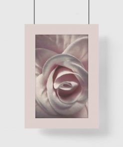 Plakat - Różowa róża do salonu