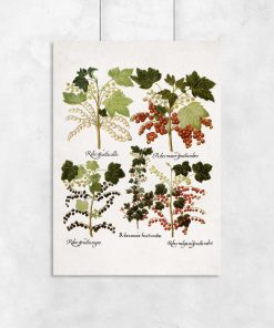 Botaniczny plakat z odmianami porzeczki do biura