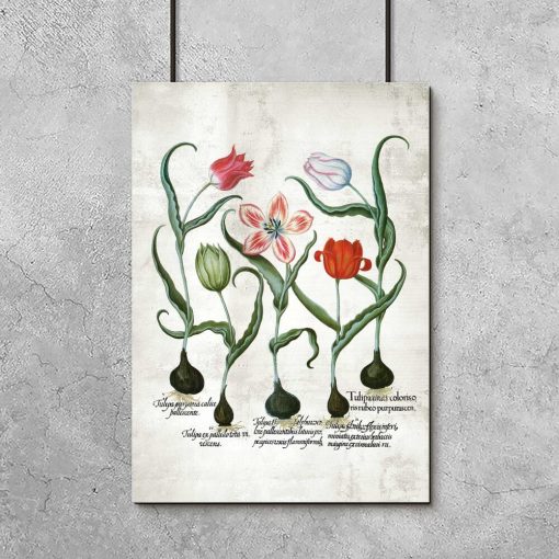 Botaniczny plakat z tulipanem do przedpokoju