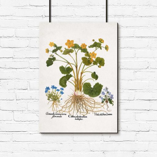Plakat botaniczny - Łąkowe kwiaty do gabinetu