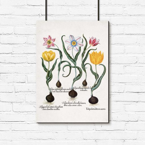 Plakat botaniczny z kwiatami