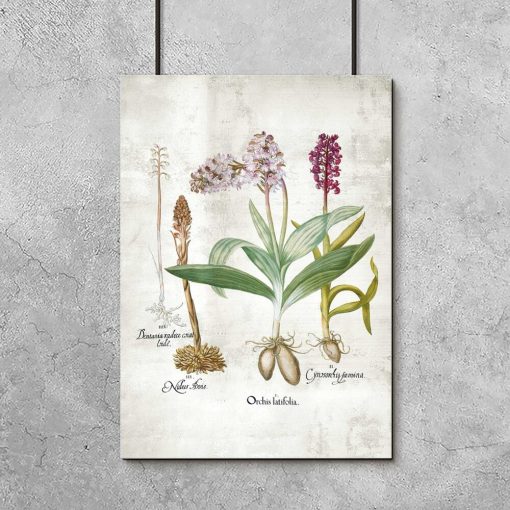 Plakat edukacyjny z roślinami z rodziny storczykowatych