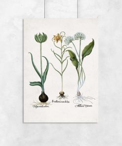 Plakat z kwiatem zielonego tulipana na przedpokój