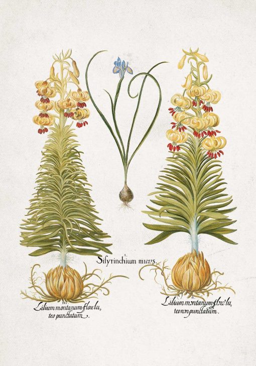 Plakat z motywem botanicznym