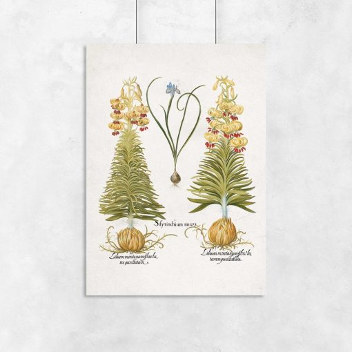 Plakat z roślinami leczniczymi do dekoracji szkoły