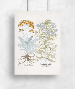 Plakat z roślinami ozdobnymi i łacińskimi nazwami