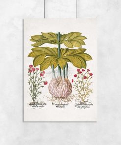 plakat z roślinami polnymi