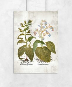 Botaniczny plakat z szałwią trójbarwną