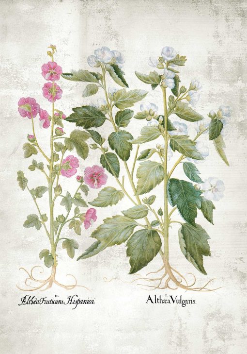 Plakat edukacyjny z motywem botanicznym