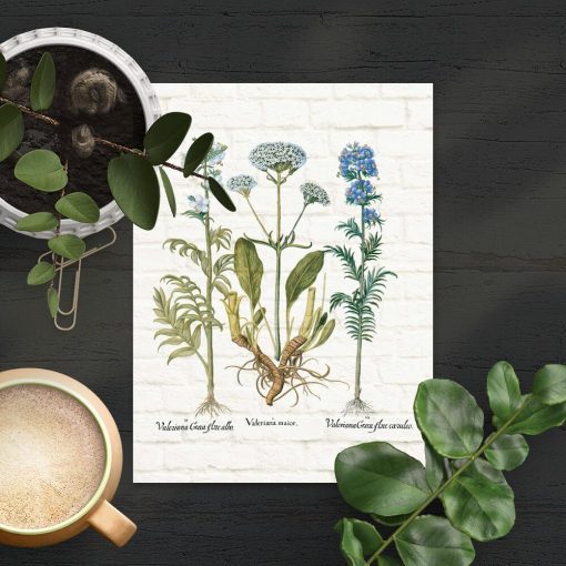 Plakat z motywem rośliny leczniczej - kozłka lekarskiego