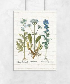 Plakat z ziołami i łacińskimi nazwami
