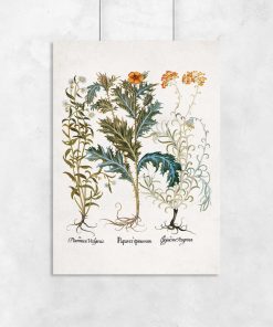 Plakaty z roślinami i nazwami łacińskimi